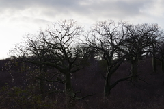 Ceiba trischistandra