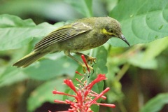 Wattled Honeyeater photo 3