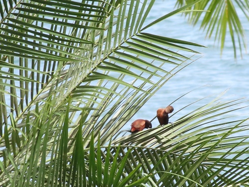 Lonchura atricapilla