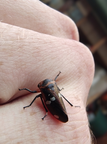 Eurymela fenestrata, 2025-03-09