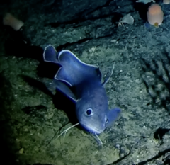 Robust Cod photo 2