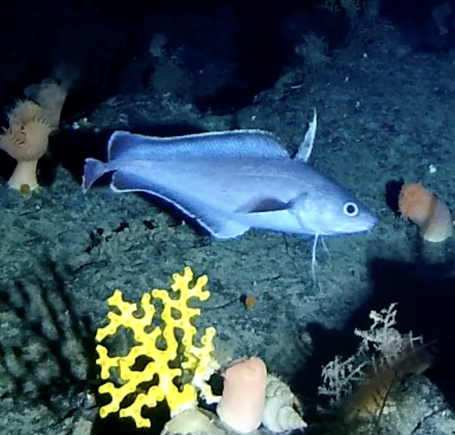 Robust Cod
