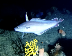 Robust Cod photo 3