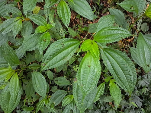 Image of Pilea melastomoides by (c) vrxz, some rights reserved (CC BY-SA)