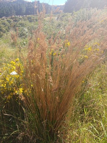 Image of Juncus sarophorus by (c) Leon Perrie, some rights reserved (CC BY)