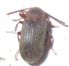 Gonocnemis