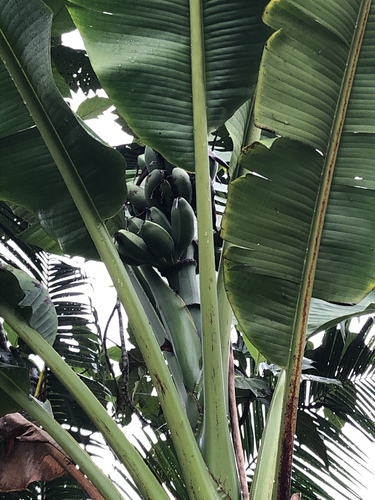 Musa troglodytarum observed 2019-07-25