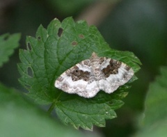 Epirrhoe rivata