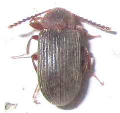 Gonocnemis