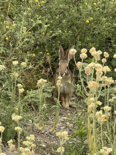 iNaturalist observation photo of Cottontail Rabbits