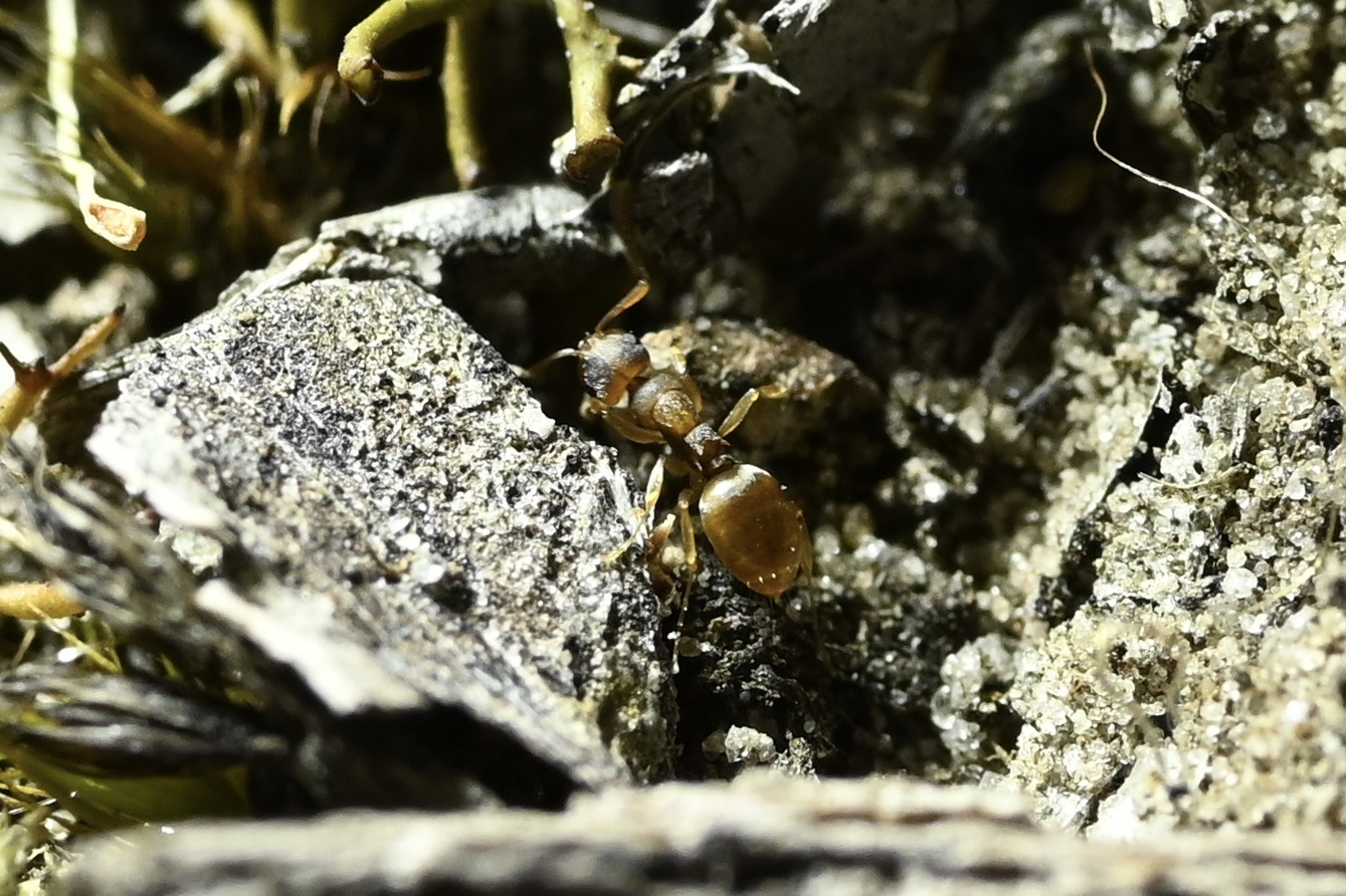 Stigmacros punctatissima