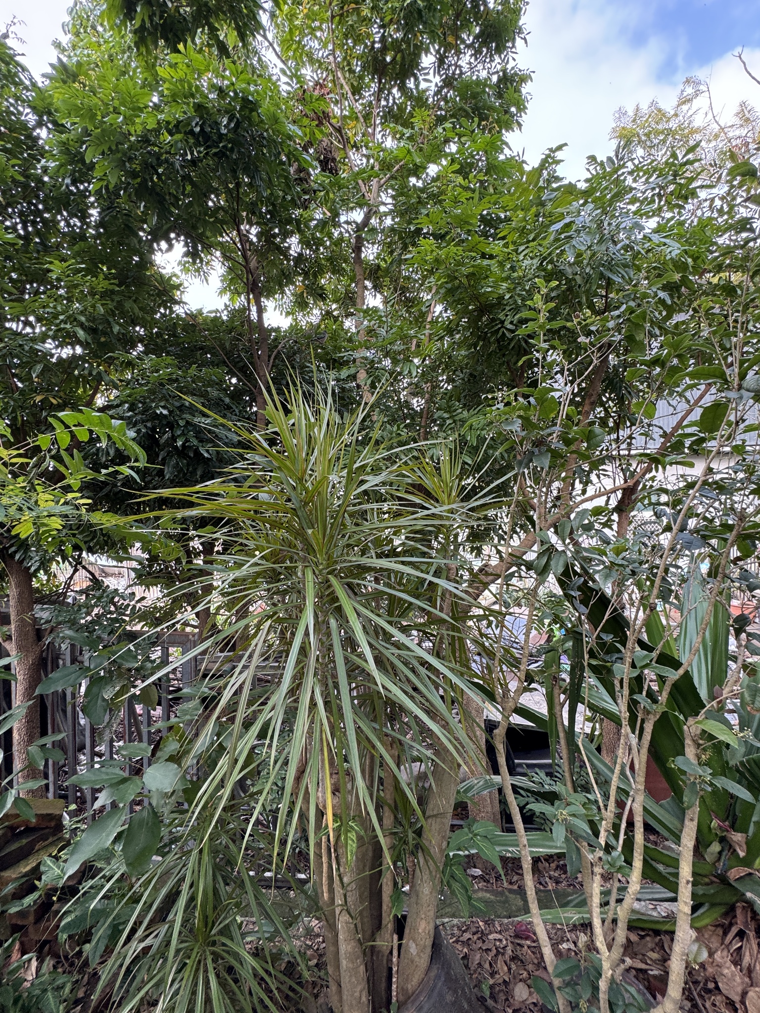 Imagem de Dracena Reflexa