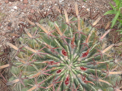 Ferocactus latispinus