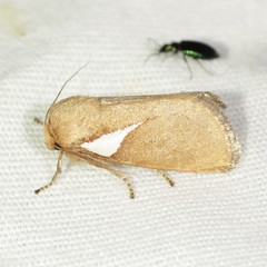 Prolimacodes trigona