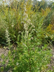 Artemisia vulgaris