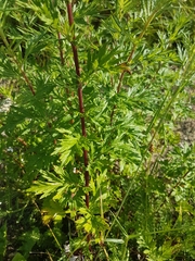 Artemisia vulgaris