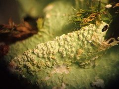 Parmotrema austrocetratum
