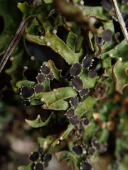 Pseudocyphellaria carpoloma