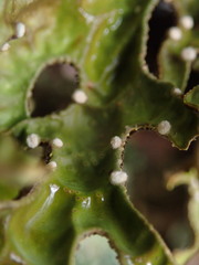 Pseudocyphellaria carpoloma
