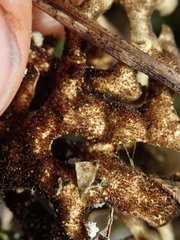 Pseudocyphellaria carpoloma