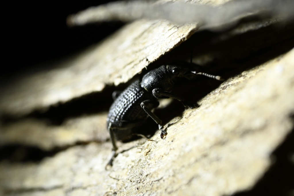 Prypnus glaber