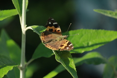 Vanessa indica indica