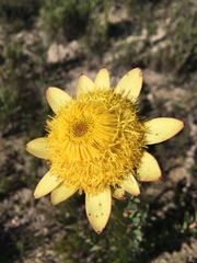 Leucadendron elimense elimense