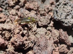 Hyalopeplus pellucidus