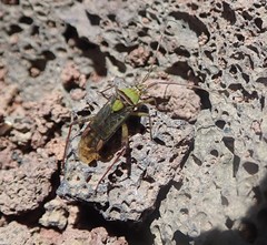 Hyalopeplus pellucidus