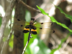 Rhyothemis phyllis