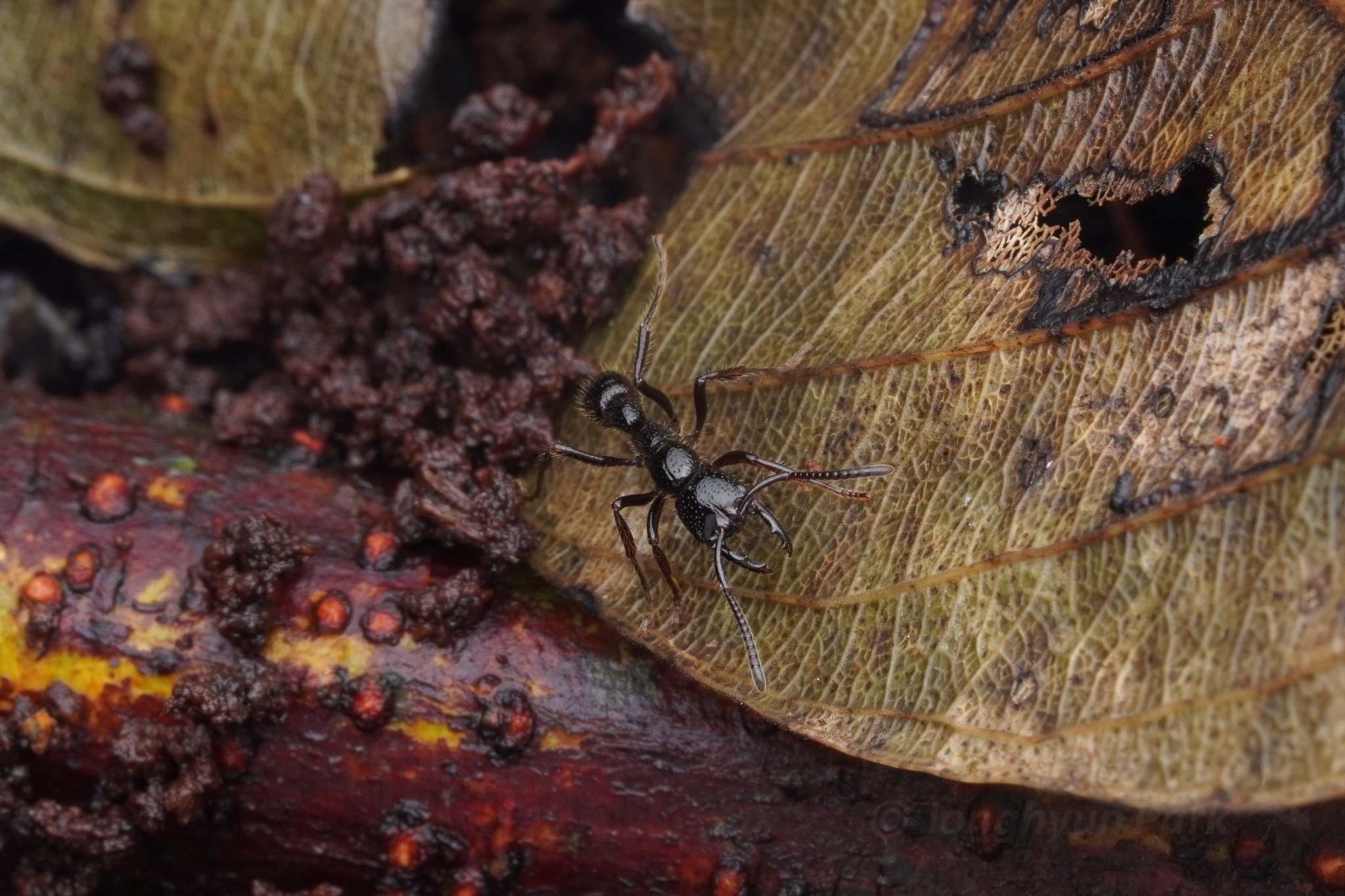 Myopias maligna