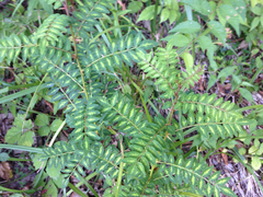 Zanthoxylum piperitum