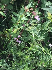 Impatiens glandulifera