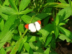 Colotis danae eupompe