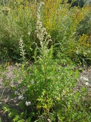 Artemisia vulgaris