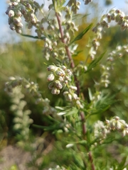 Artemisia vulgaris