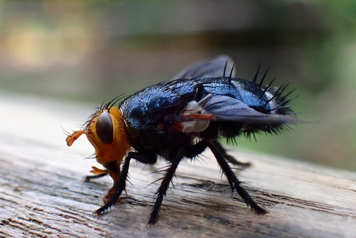 Mikia lampros