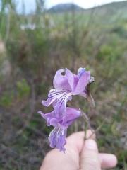 Gladiolus carinatus