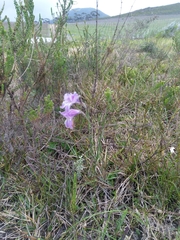 Gladiolus carinatus