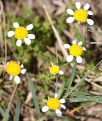 Anthemis secundiramea