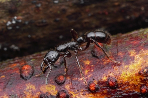 Myopias malignaMyopias maligna