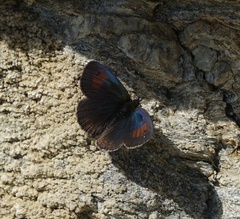 Erebia tyndarus