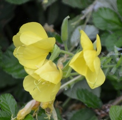 Oenothera oehlkersi
