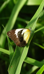 Belenois creona creona