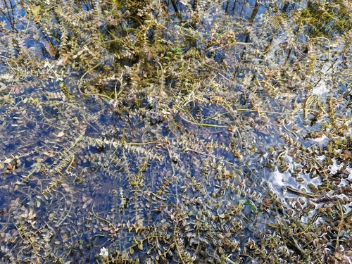 Image of Bacopa caroliniana by (c) Jens-Christian Svenning, some rights reserved (CC BY)