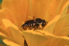 Coelioxys