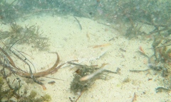Platycephalidae