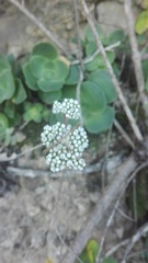 Crassula cremnophila