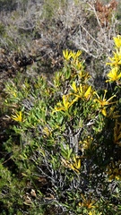 Lambertia multiflora