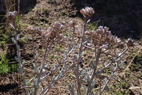 Image of Tetradymia comosa by no rights reserved